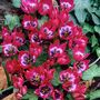 Voir la diapositive 5 : PLANT IN A BOX Tulipe - Set de 40 - Tulipa 'Little Beauty' - Bulbes à fleurs - Rouge