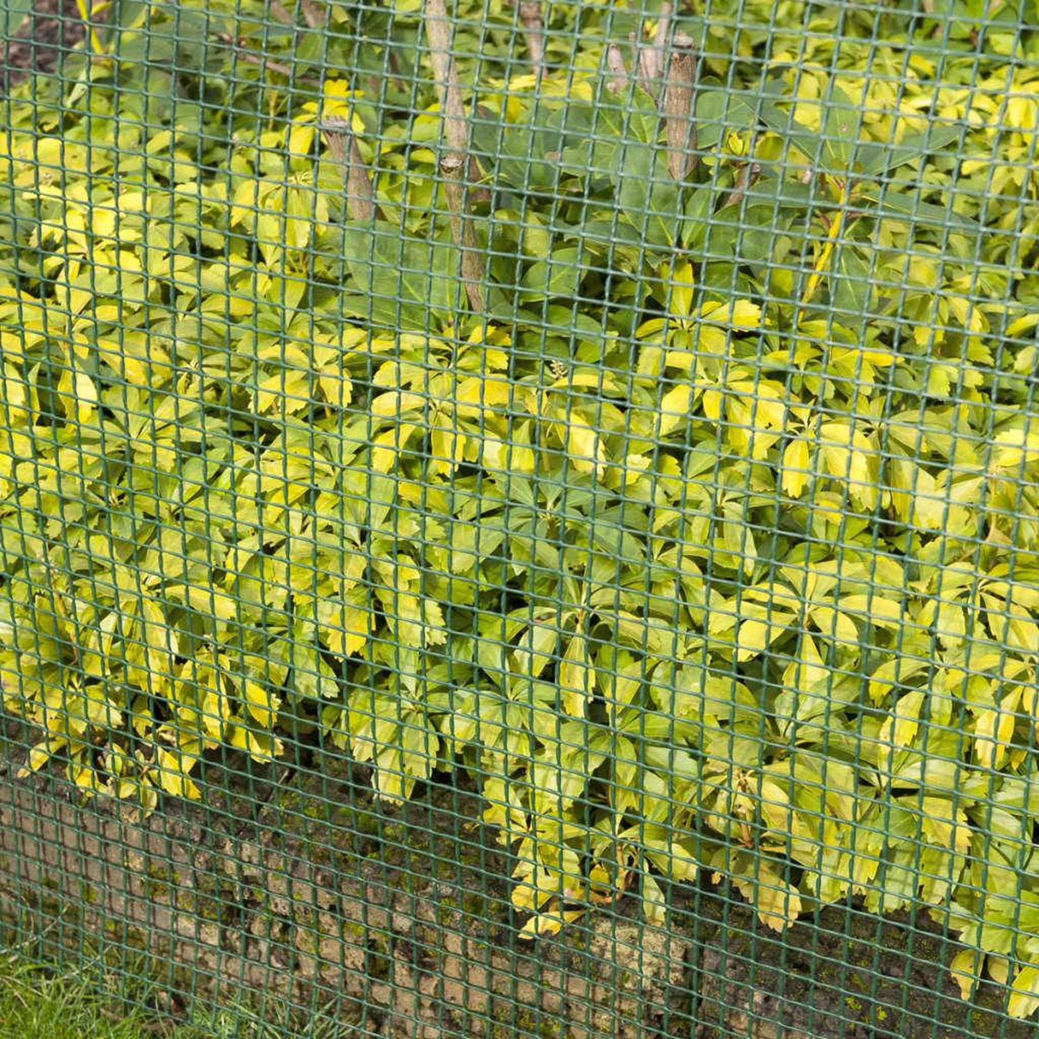 Voir la diapositive 3 : NATURE Nature Brise-vue en maille carre 5x5 mm 1x3 m Vert