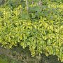 Voir la diapositive 3 : NATURE Nature Brise-vue en maille carre 5x5 mm 1x3 m Vert