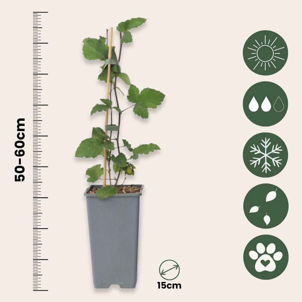 PLANT IN A BOX Groseillier à grappes - Set de 4 - Ribes rubrum - Hauteur 50-60cm - ⌀15cm