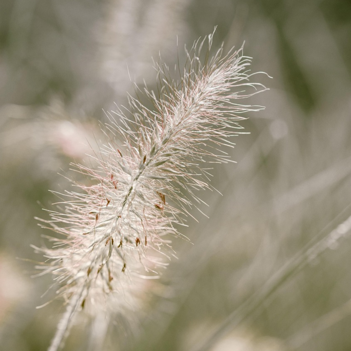 PLANT IN A BOX Pennisétum - Pennisetum alopecuroides 'Hameln' - Hauteur 20-30cm - ⌀23cm