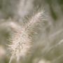 Voir la diapositive 3 : PLANT IN A BOX Pennisétum - Pennisetum alopecuroides 'Hameln' - Hauteur 20-30cm - ⌀23cm