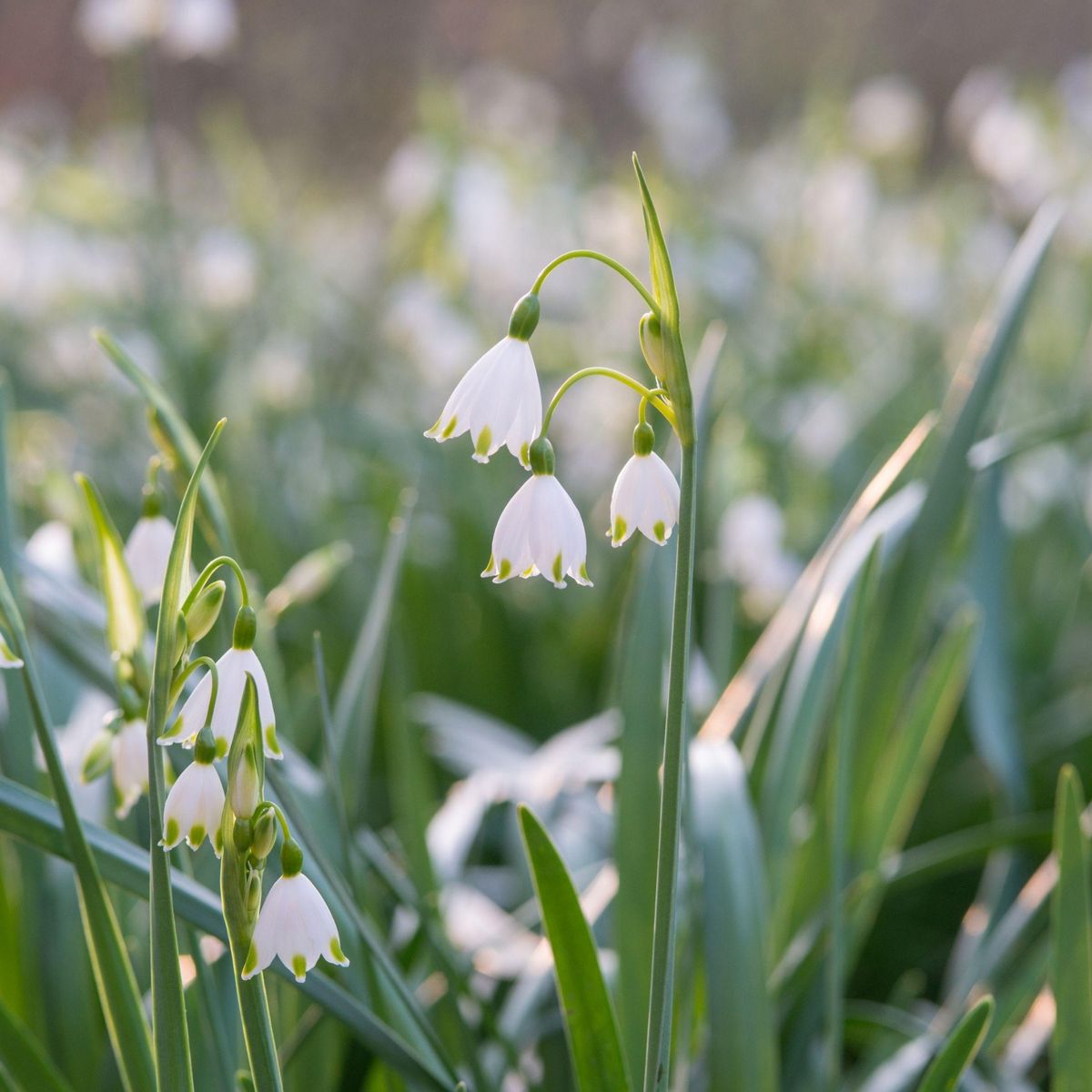 PLANT IN A BOX Nivéole d'été - Set de 20 - Leucojum aestivum - Bulbes à fleurs - Blanc