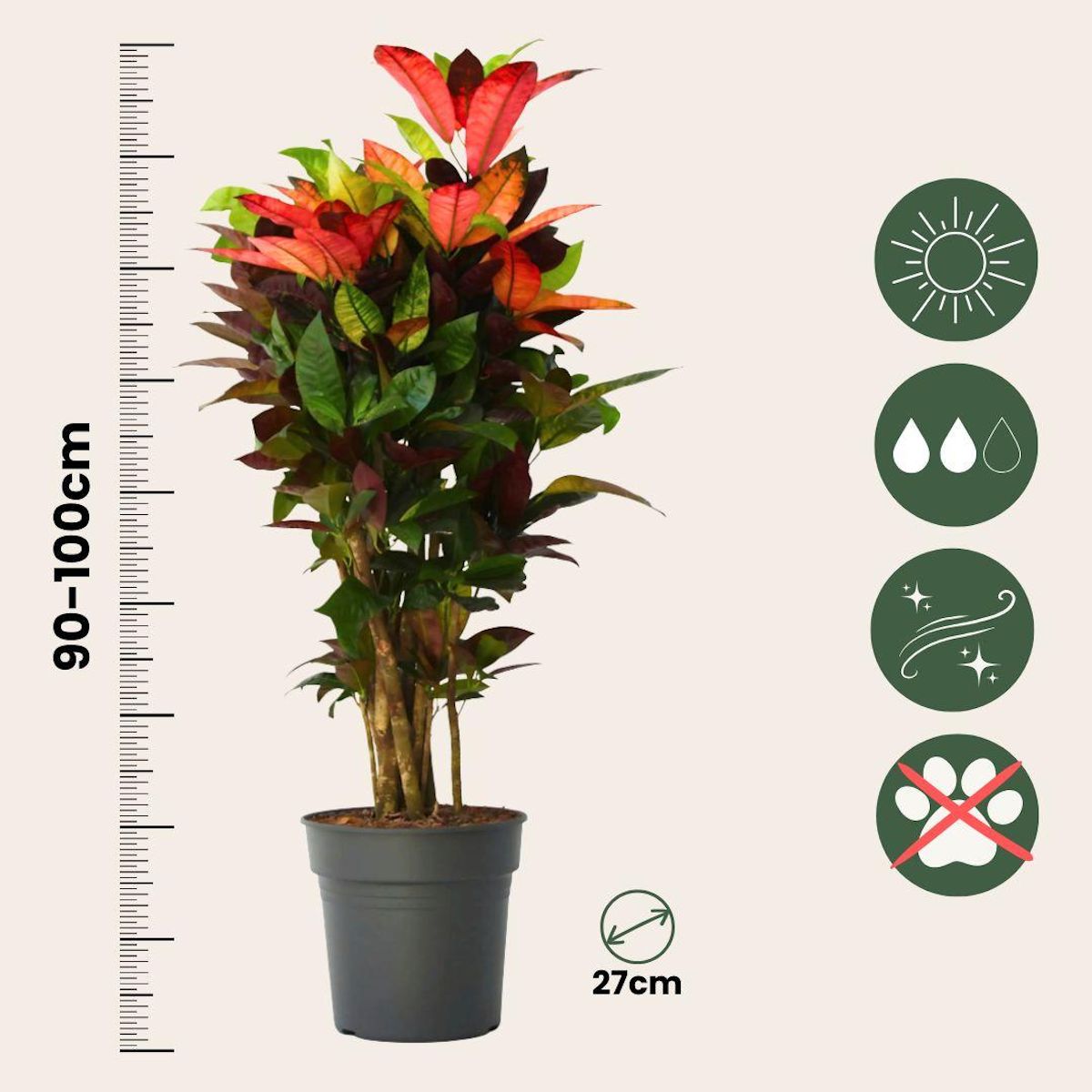 PLANT IN A BOX Croton - Codiaeum variegatum 'Mrs. Iceton' - Hauteur 90-100cm - Pot 27cm