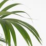 Voir la diapositive 3 : PLANT IN A BOX Palmier Kentia - Howea forsteriana - Hauteur 150-170cm - ⌀24cm