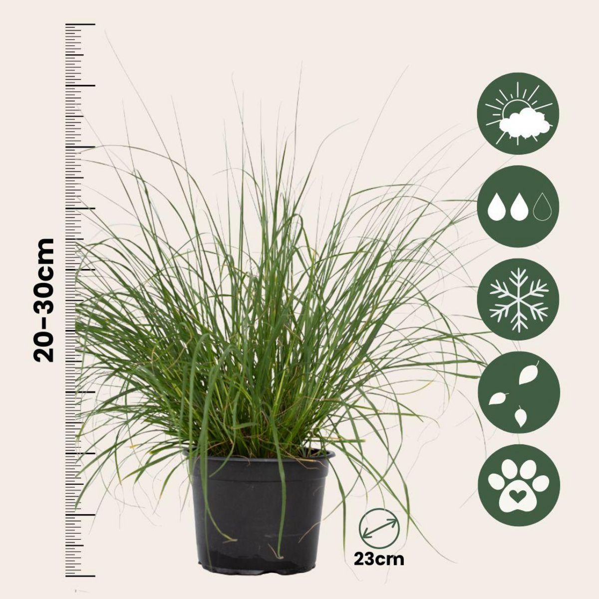 PLANT IN A BOX Pennisétum - Pennisetum alopecuroides 'Hameln' - Hauteur 20-30cm - ⌀23cm