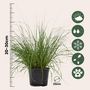 Voir la diapositive 2 : PLANT IN A BOX Pennisétum - Pennisetum alopecuroides 'Hameln' - Hauteur 20-30cm - ⌀23cm