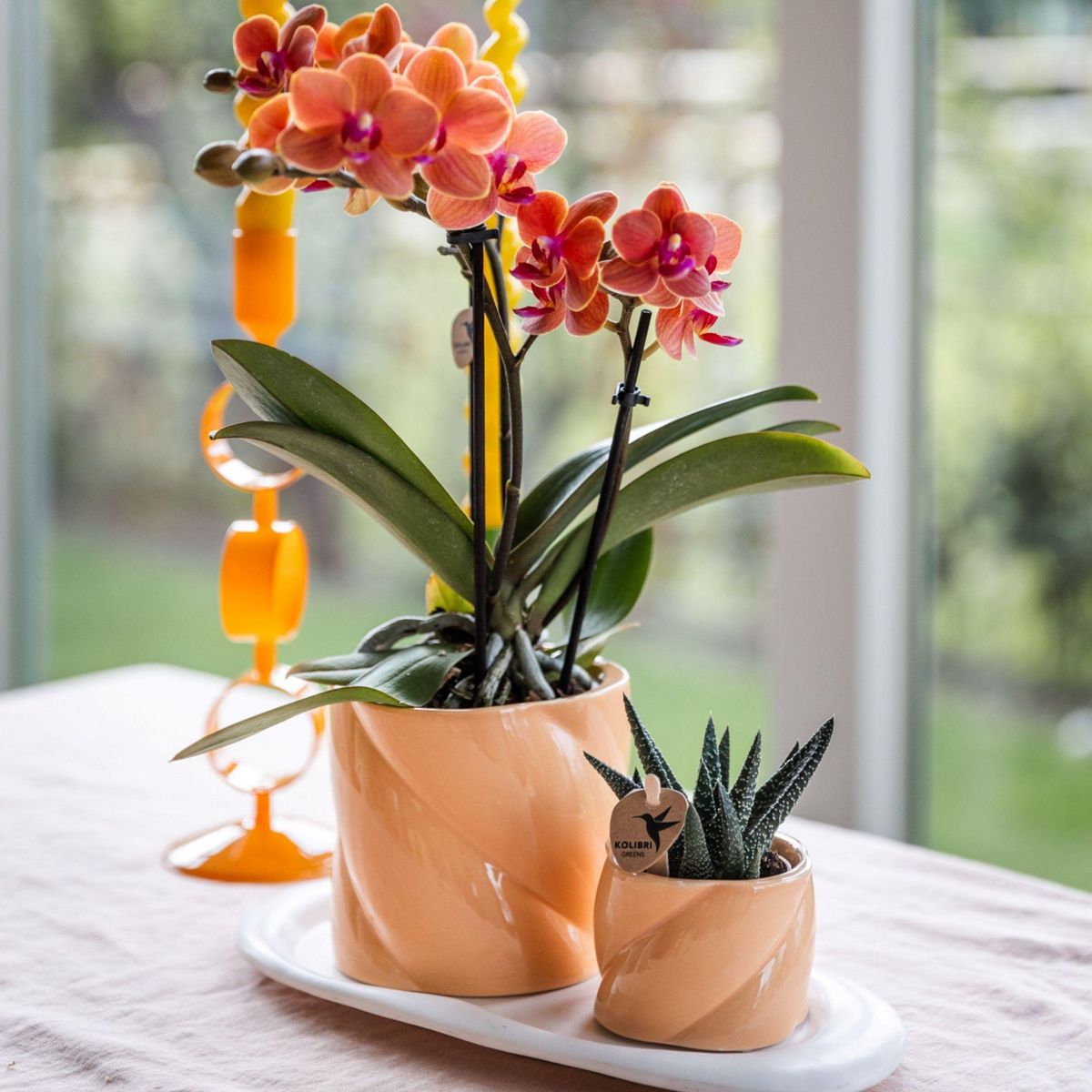 PLANT IN A BOX Coffret cadeau orchidée 'Orange S' - Phalaenopsis - Hauteur 30cm