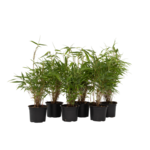 PLANT IN A BOX Bambou non-traçant - Set de 18 - Fargesia rufa - Hauteur 25-40cm - ⌀13cm