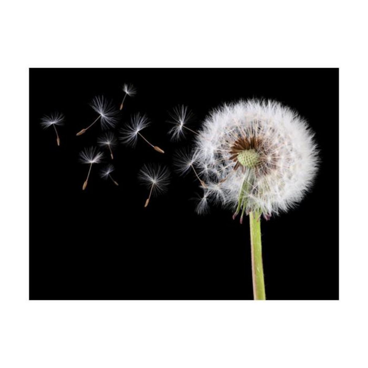 Paris Prix Papier Peint  Vent & Pissenlit