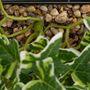Voir la diapositive 5 : ATMOSPHERA Plante artificielle à suspendre avec pot en métal - Noir