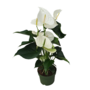 Voir la diapositive 1 : PLANT IN A BOX Langue de feu - Anthurium 'Alaska White' - Hauteur 55-70cm - ø17cm