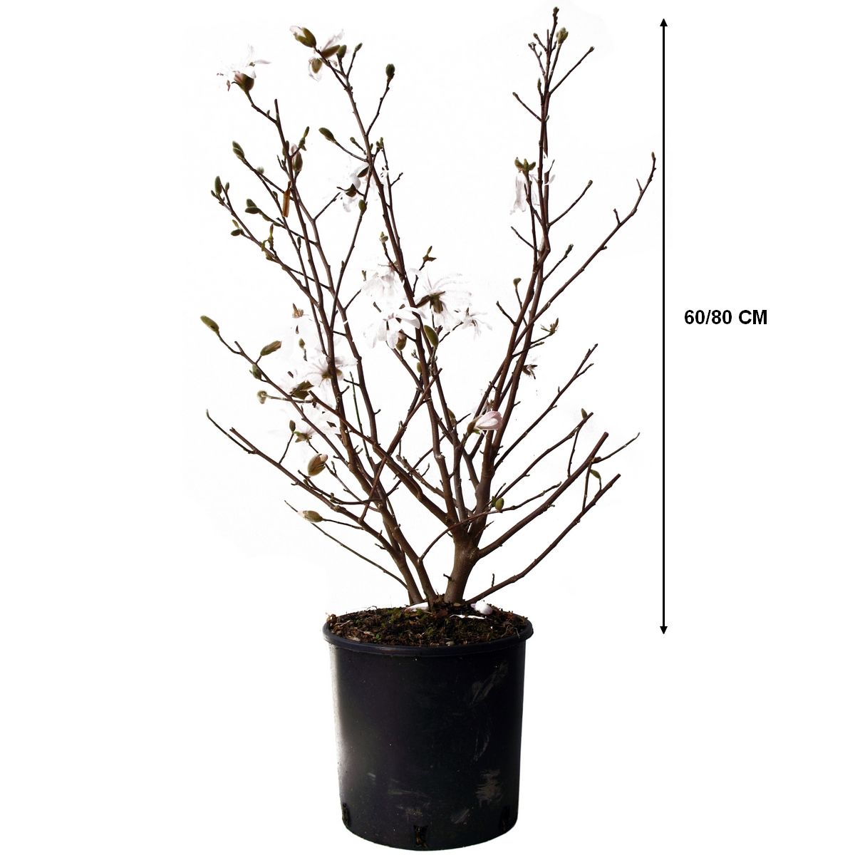 Magnolia Caduc ou Magnolia étoilé