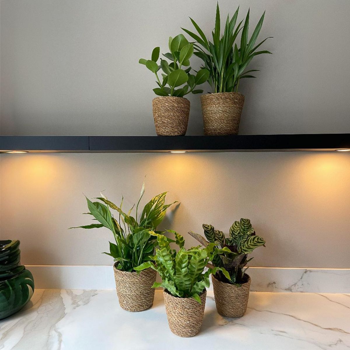 PLANT IN A BOX Mélange de plantes purificatrices d'air - x5 - Panier inclus - H25-40cm - ⌀12cm