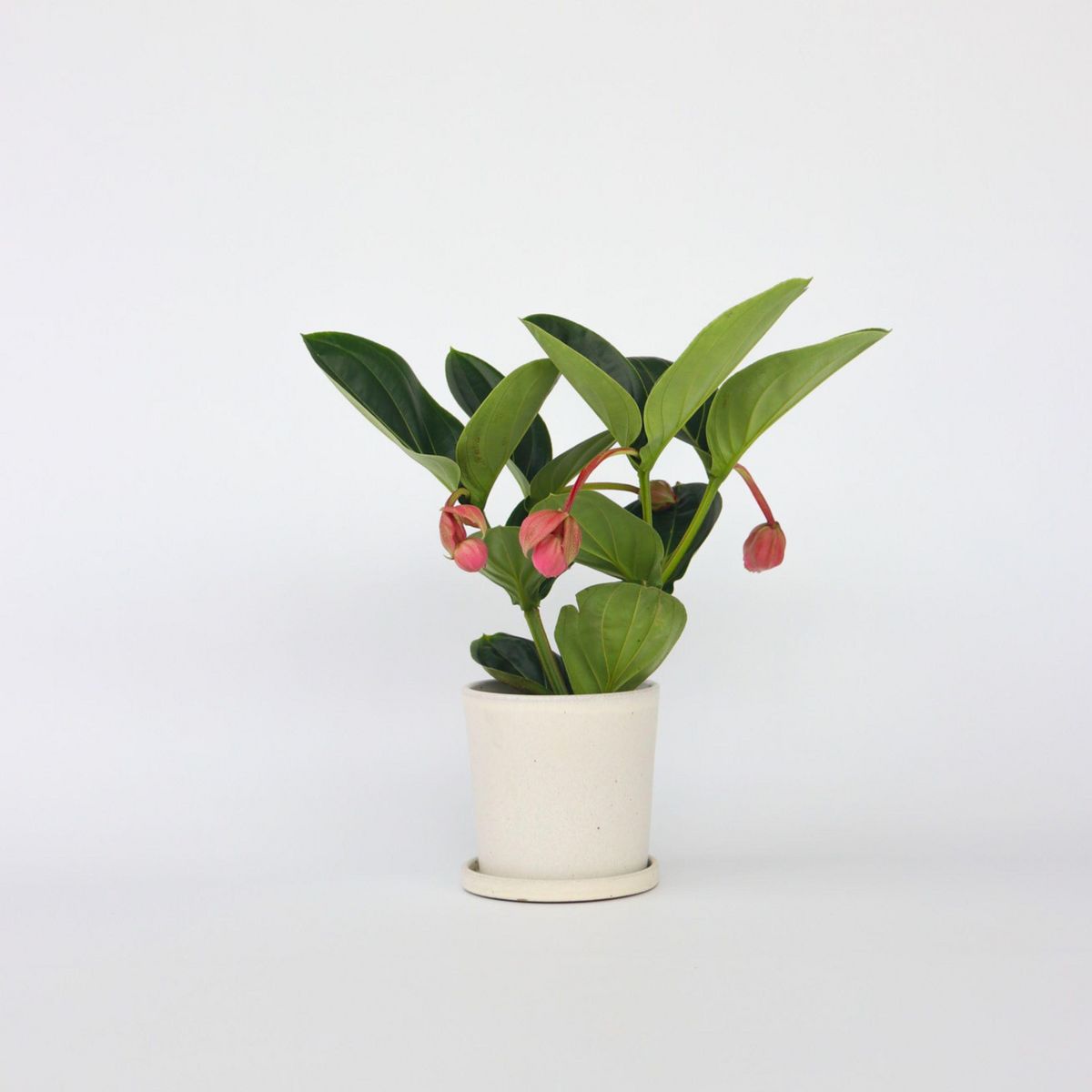 PLANT IN A BOX Medinille magnifique - Medinilla magnifica - Hauteur 40-50cm - ⌀14cm