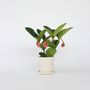 Voir la diapositive 5 : PLANT IN A BOX Medinille magnifique - Medinilla magnifica - Hauteur 40-50cm - ⌀14cm