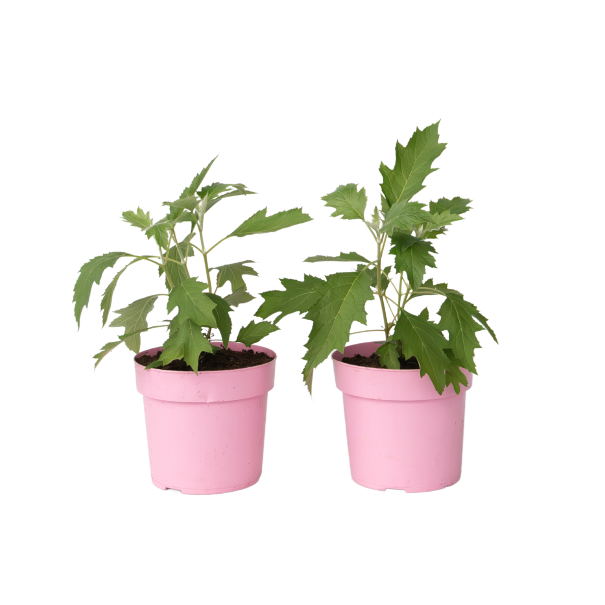 PLANT IN A BOX Hortensia - Set de 2 - Hydrangea 'Ice Crystal' - Hauteur 25-40cm - ⌀19cm