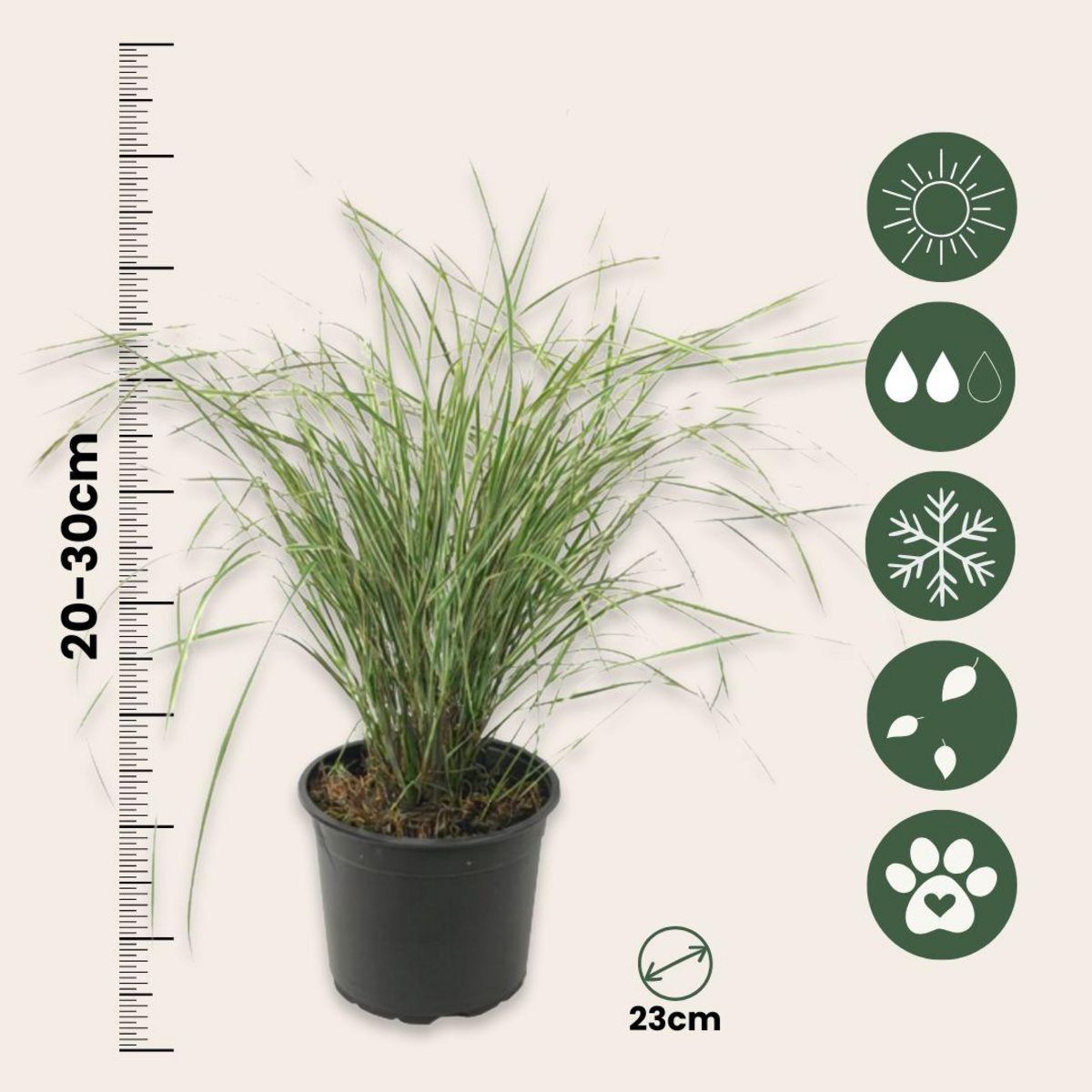 PLANT IN A BOX Calamagrostide - Calamagrostis acutiflora 'Overdam' - Hauteur 20-30cm - ⌀23cm
