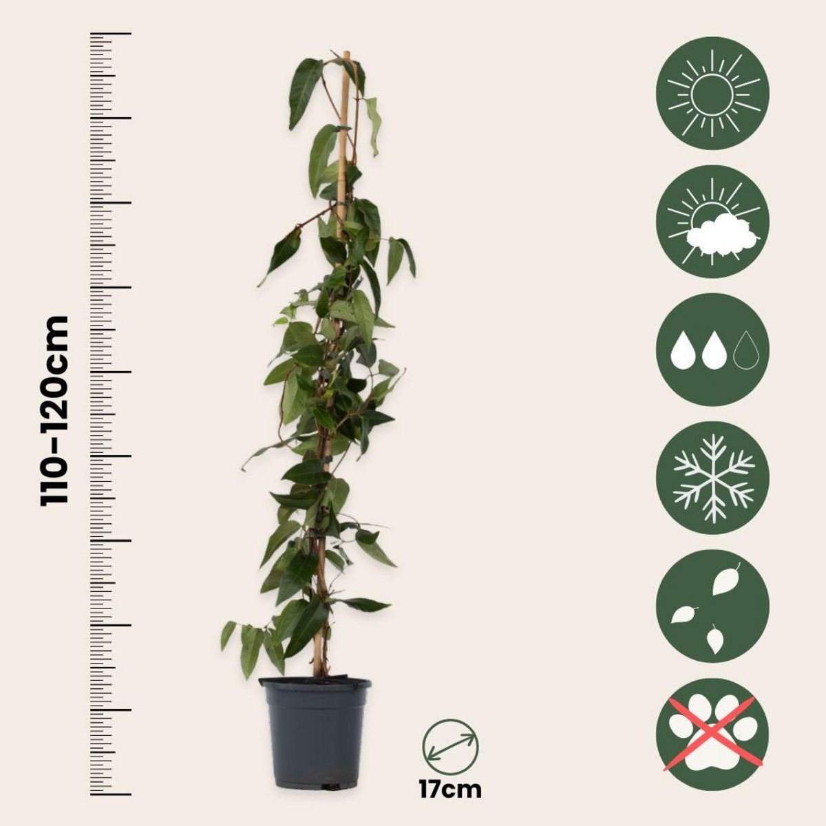 PLANT IN A BOX Chèvrefeuille - Set de 2 - Lonicera henryi 'Copper Beauty' - H110-120cm - ⌀17cm