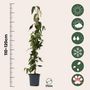Voir la diapositive 2 : PLANT IN A BOX Chèvrefeuille - Set de 2 - Lonicera henryi 'Copper Beauty' - H110-120cm - ⌀17cm
