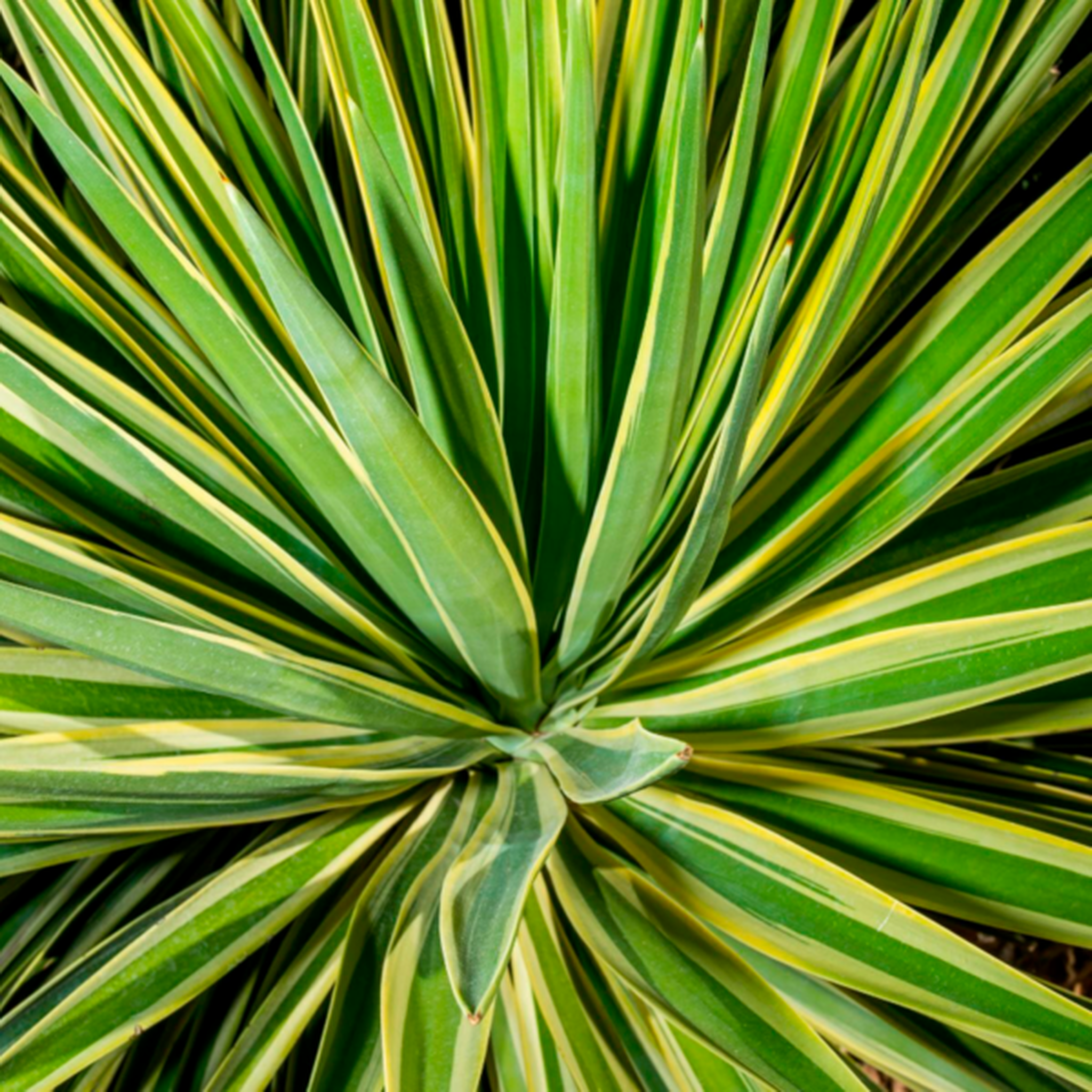 YUCCA JEWEL