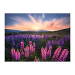 RAVENSBURGER Puzzle 500 p Les lupins