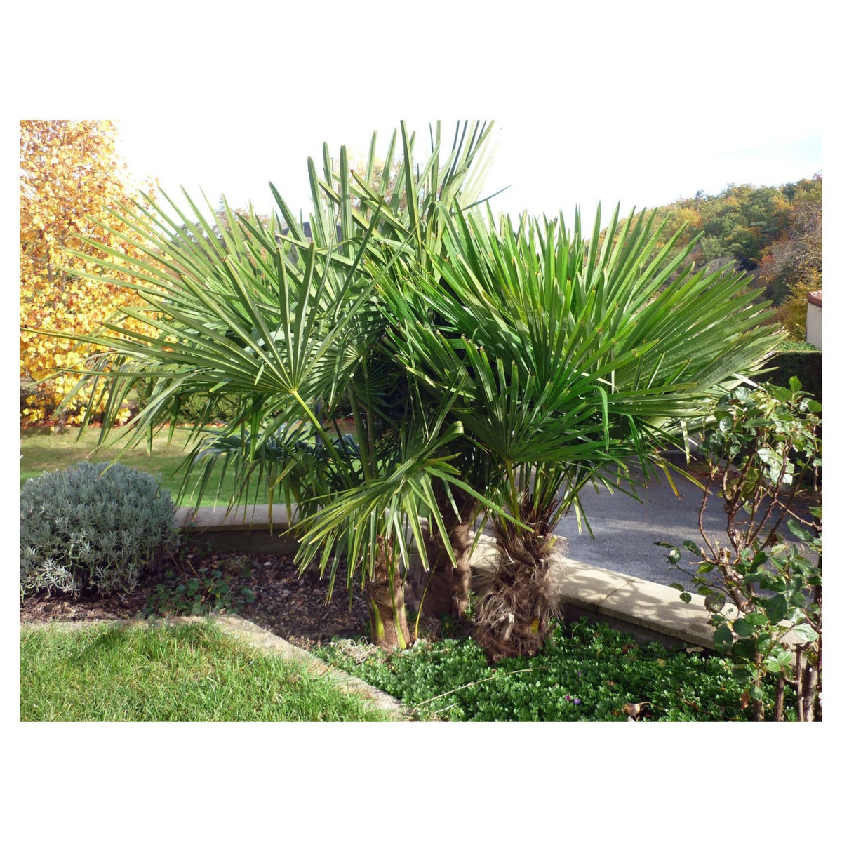 Palmier de Chine (Chamaerops excelsa) - Tronc 30/40cm - H140/160cm