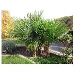 Palmier de Chine (Chamaerops excelsa) - Tronc 30/40cm - H140/160cm