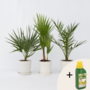 Voir la diapositive 6 : PLANT IN A BOX Mélange de palmiers d'extérieur - Set de 3 - Hauteur 50-70cm - ⌀15cm