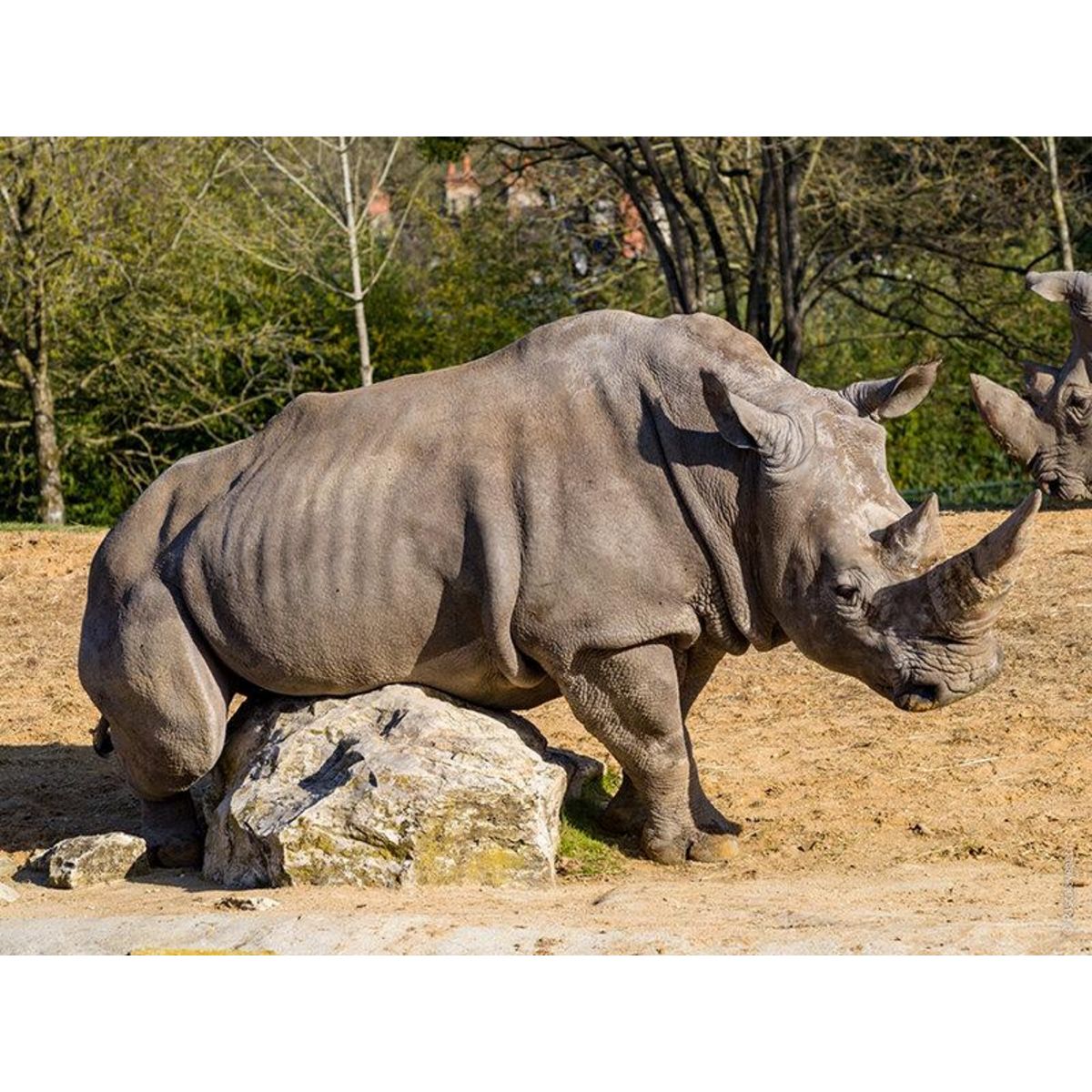 Smartbox Billets pour le ZooParc de Beauval 2025 : 2 entrées adulte et 1 entrée enfant pour 2 journées - Coffret Cadeau Multi-thèmes