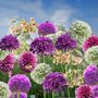 Voir la diapositive 4 : PLANT IN A BOX Mélange de bulbes Ail - Set de 160 - Allium - Bulbes à fleurs