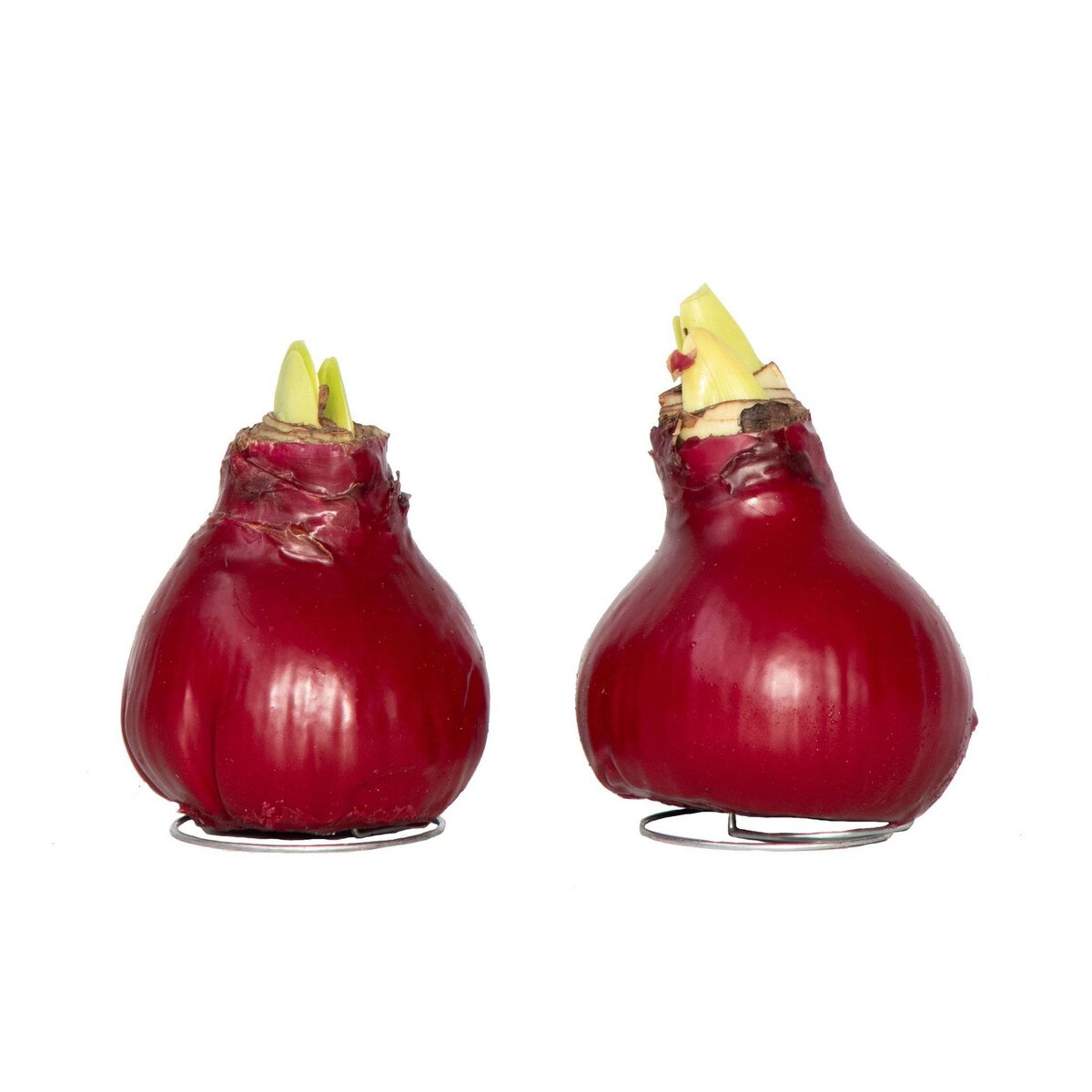 PLANT IN A BOX Amaryllis - Hippeastrum 'Wax Bordeaux' - Bulbe de fleur - Rouge