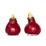 PLANT IN A BOX Amaryllis - Hippeastrum 'Wax Bordeaux' - Bulbe de fleur - Rouge