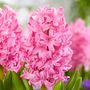 Voir la diapositive 3 : PLANT IN A BOX Mélange de bulbes pour le jardin - Set de 25 - Tulipa, Hyacinthus