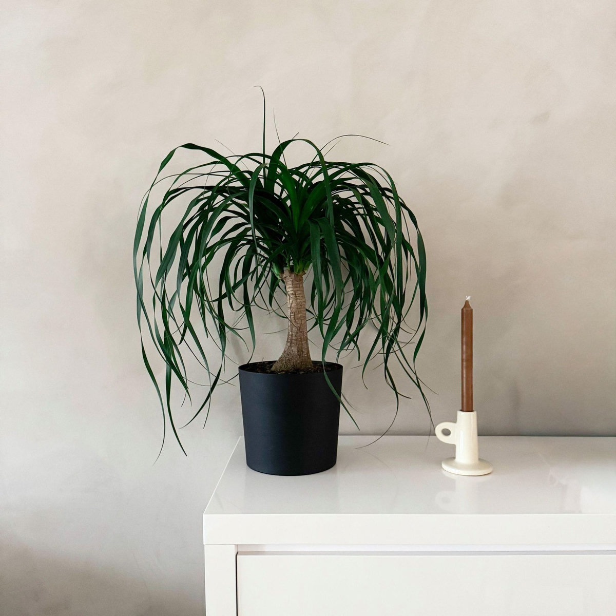 PLANT IN A BOX Pied d'éléphant - Beaucarnea 'recurvata' - Hauteur 60-70cm - ⌀21cm