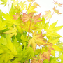 Voir la diapositive 3 : PLANT IN A BOX Érable du Japon - Set de 2 - Acer palmatum 'Orange Lace' - H60-70cm - ⌀19cm