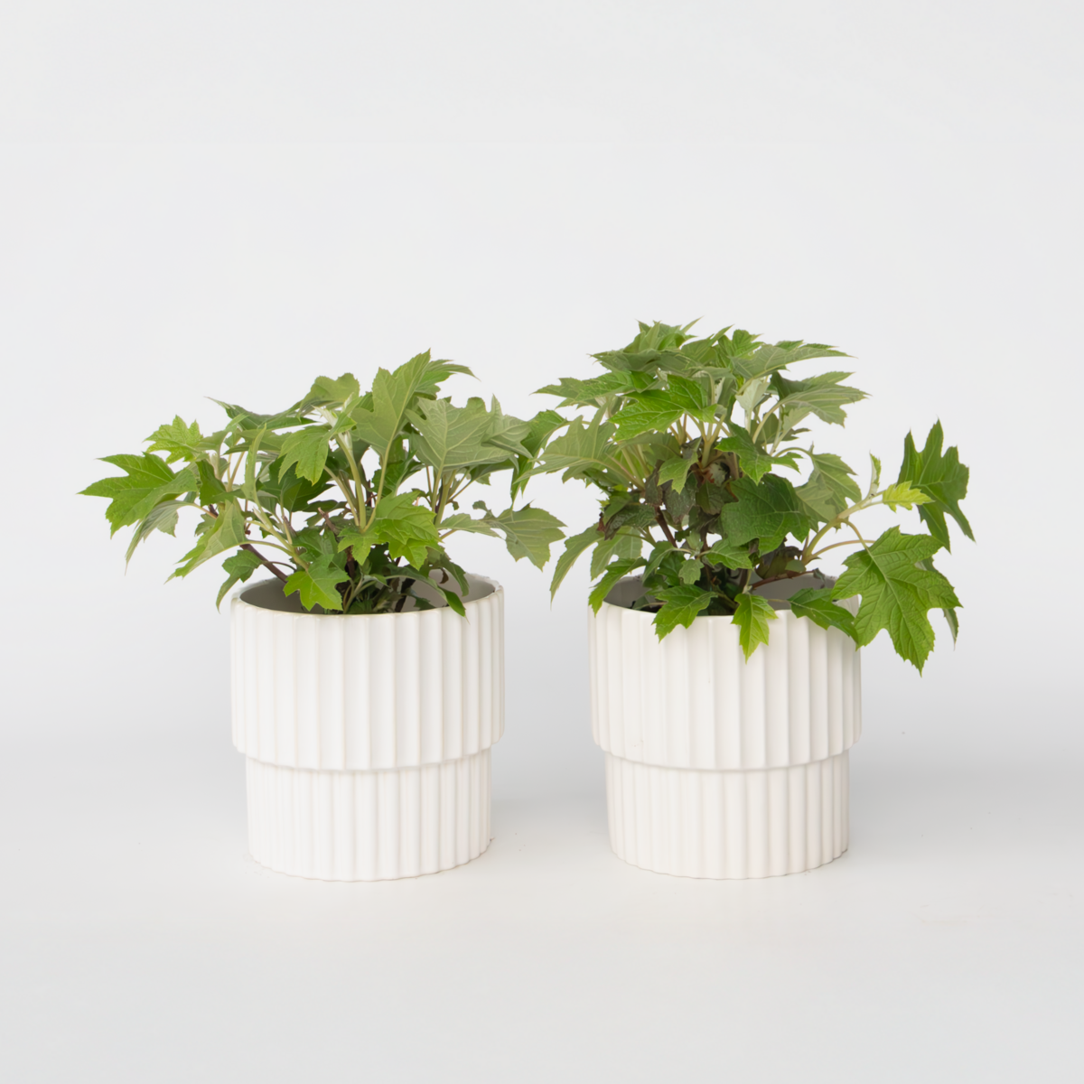 PLANT IN A BOX Hortensia - Set de 2 - Hydrangea 'Toy Soldier' - Hauteur 25-40cm - ⌀19cm