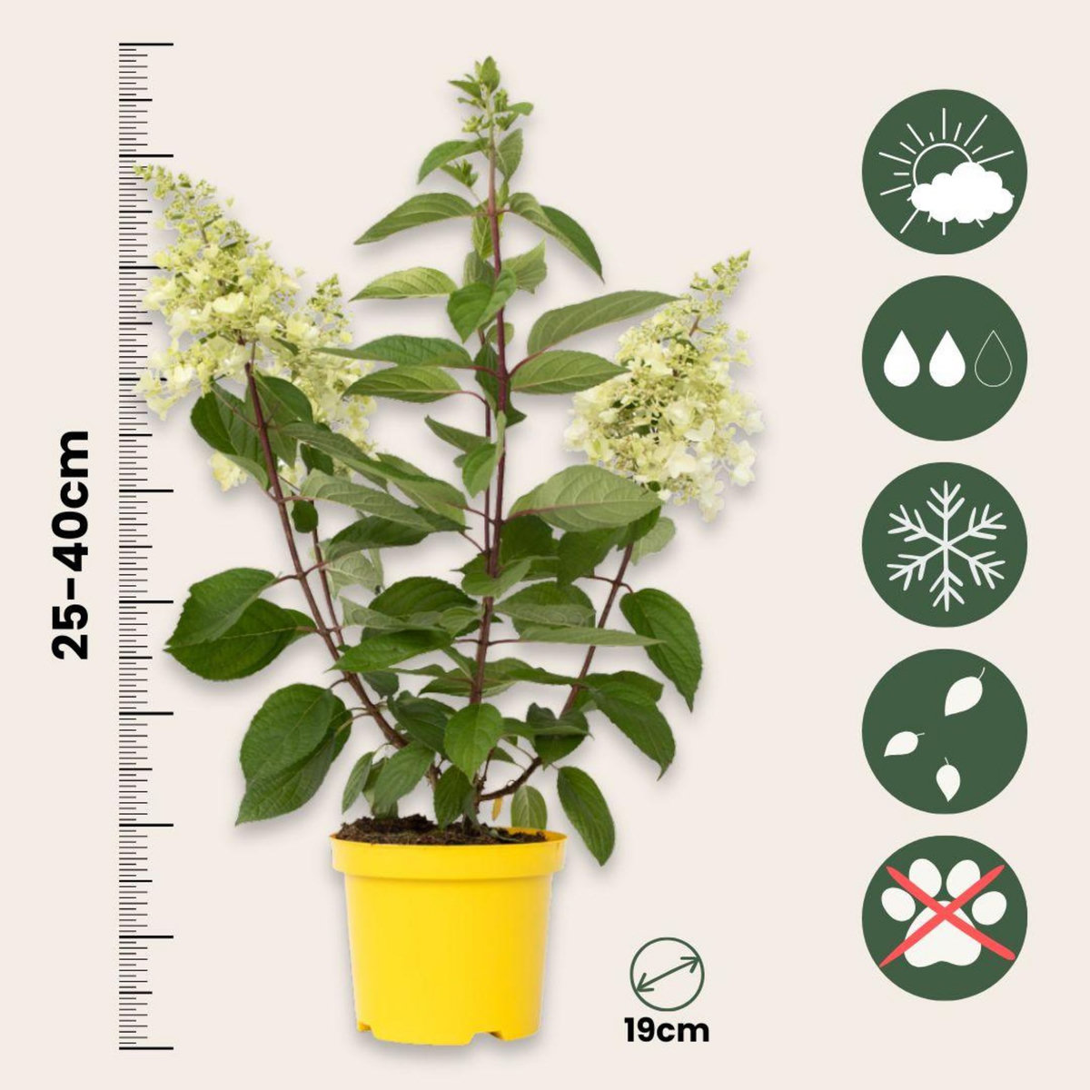PLANT IN A BOX Hortensia - Set de 2 - Hydrangea paniculata 'Candlelight' - H25-40cm - ⌀19cm