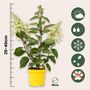 Voir la diapositive 2 : PLANT IN A BOX Hortensia - Set de 2 - Hydrangea paniculata 'Candlelight' - H25-40cm - ⌀19cm