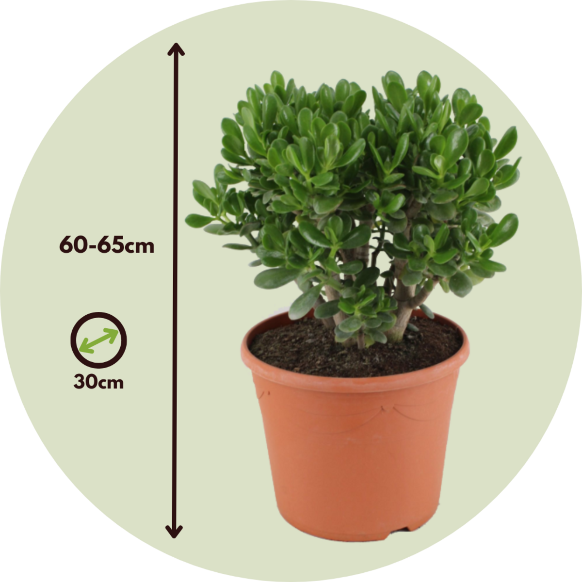 PLANT IN A BOX Arbre de jade - Crassula ovata 'Minor' - Hauteur 60-65cm - ⌀30cm