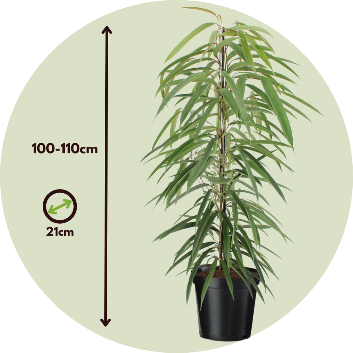 PLANT IN A BOX Ficus pleureur - Ficus binnendijkii - Hauteur 100-110cm - ⌀21cm