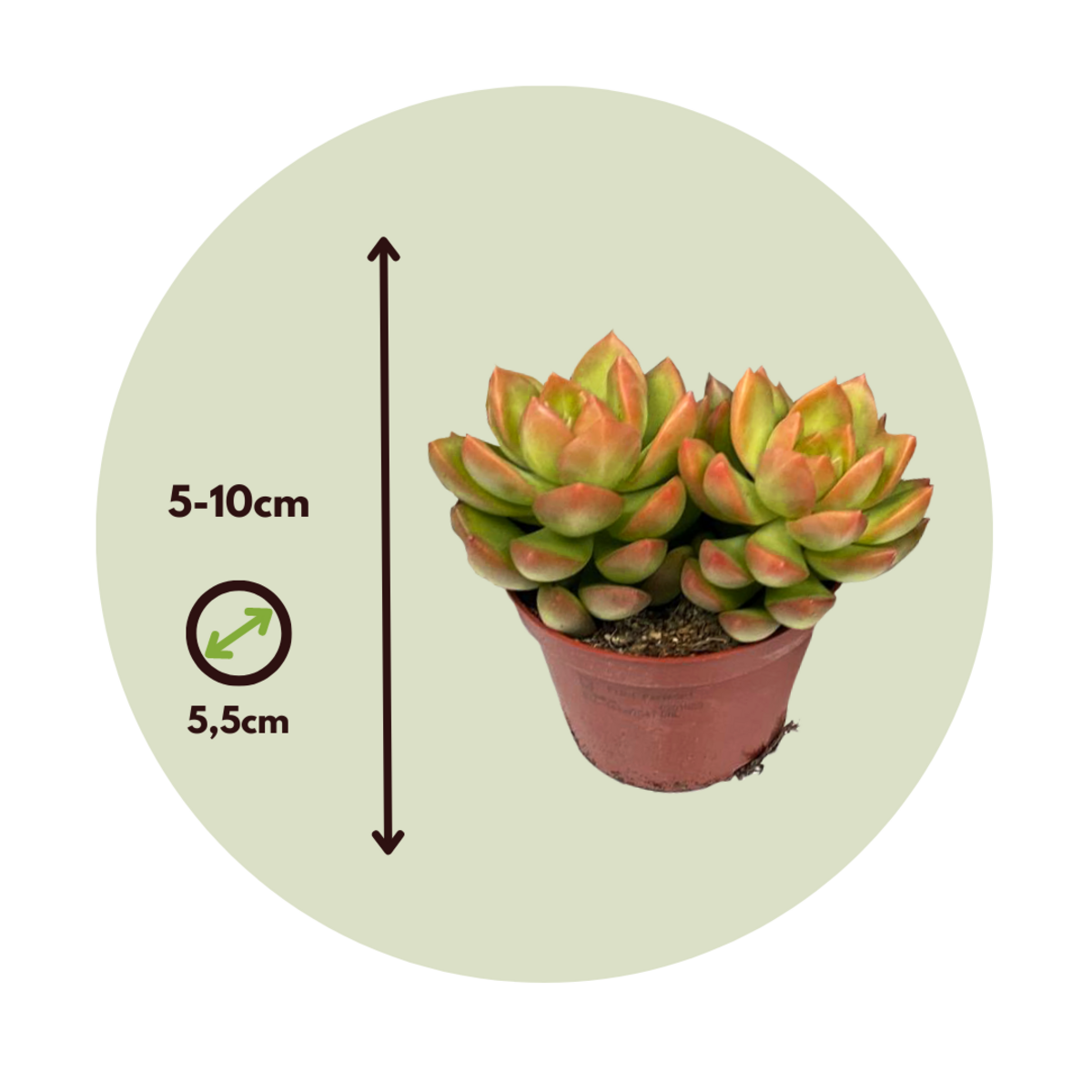 PLANT IN A BOX Mélange de petites succulentes - Set de 60 - Succulent Mix - H5-10cm - ⌀5,5cm