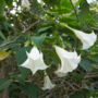 Voir la diapositive 3 : PLANT IN A BOX Trompette des Anges - Set de 6 - Brugmansia - Hauteur 25-40cm - ⌀9cm