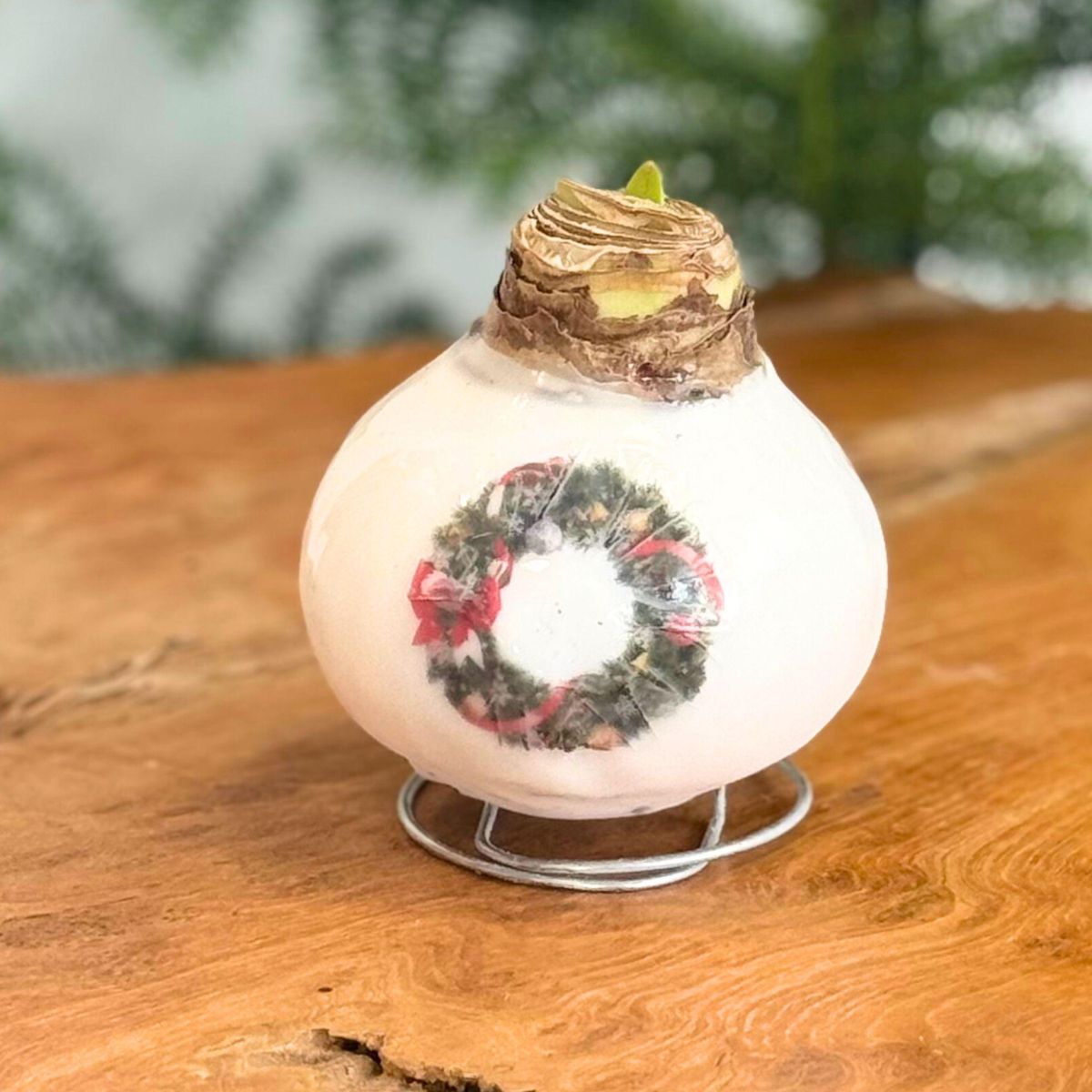 PLANT IN A BOX Amaryllis - Hippeastrum 'Couronne en Cire de Porcelaine'