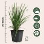 Voir la diapositive 2 : PLANT IN A BOX Herbe de la Pampa - Set de 3 - Cortaderia selloana - Hauteur 25-40cm - ⌀9cm