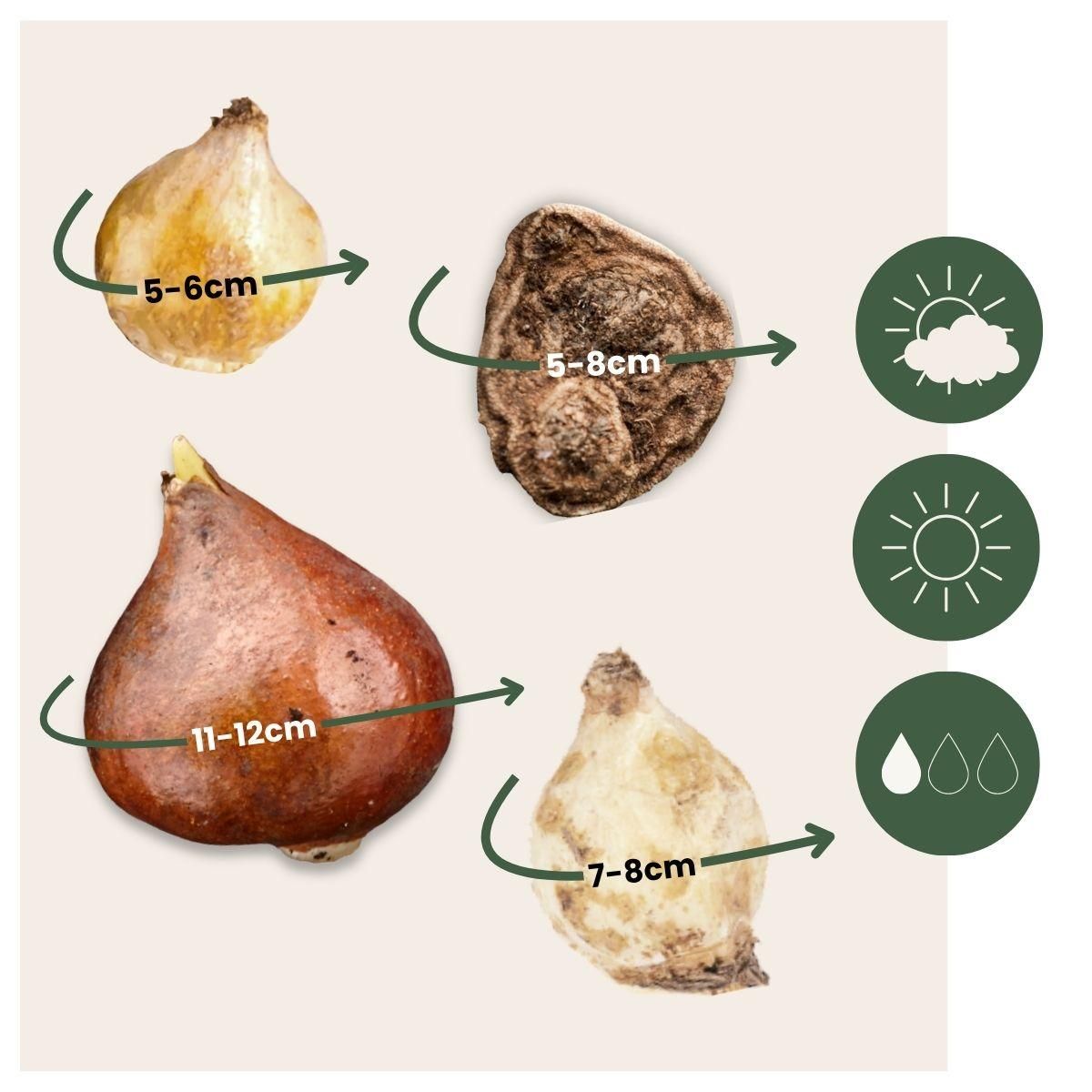 PLANT IN A BOX Mélange de bulbes qui attirent les abeil - Set de 80 - Bulbes à fleurs