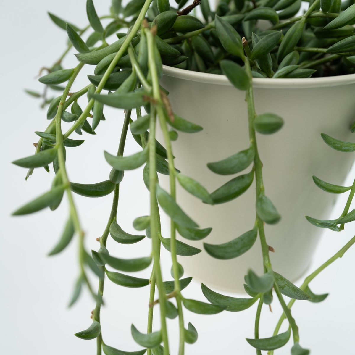 PLANT IN A BOX Collier de perles - Senecio radicans - Hauteur 10-20cm - ⌀12cm