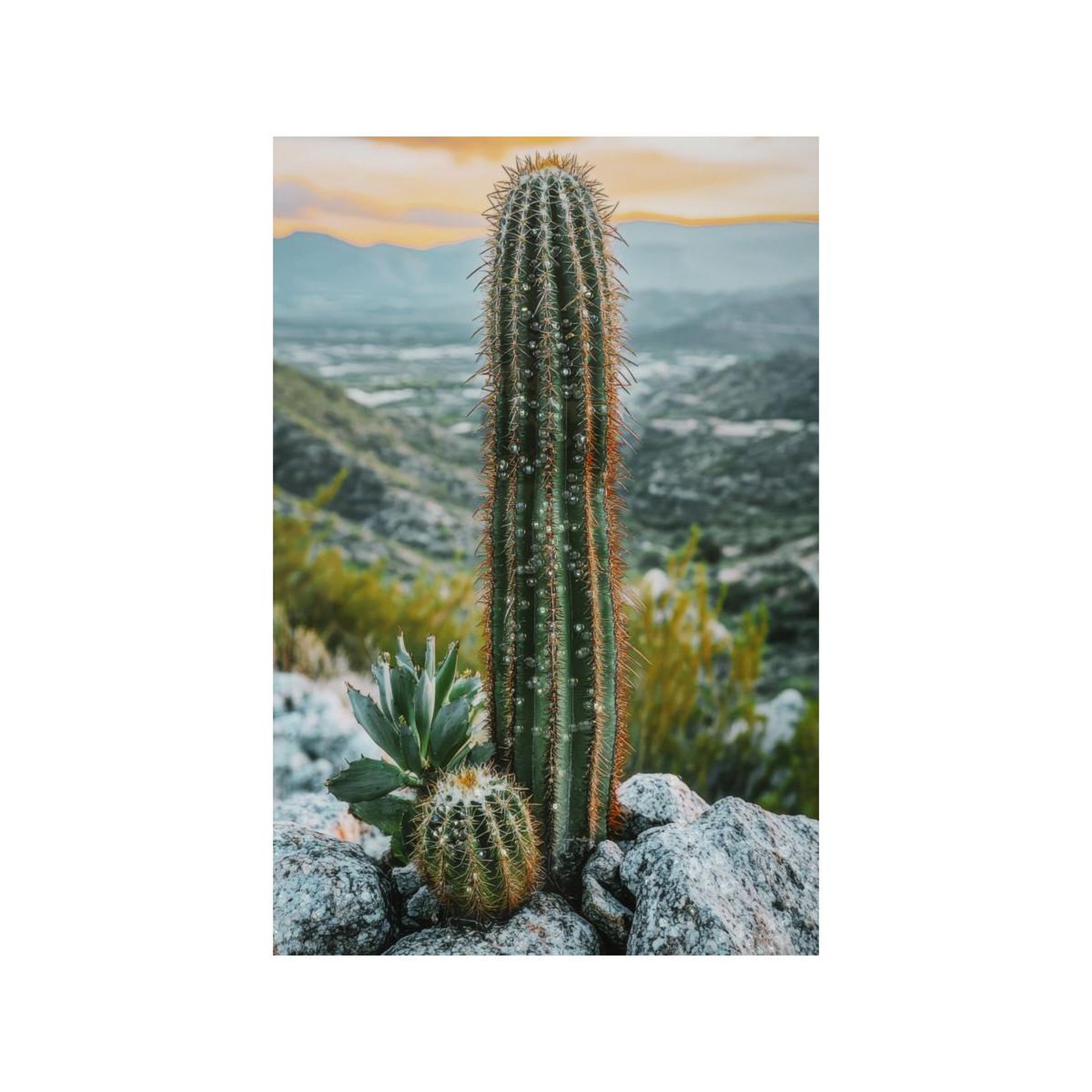 Voir la diapositive 2 : Paris Prix Tableau imprimé  cactus dressé i  60x90cm multicolore