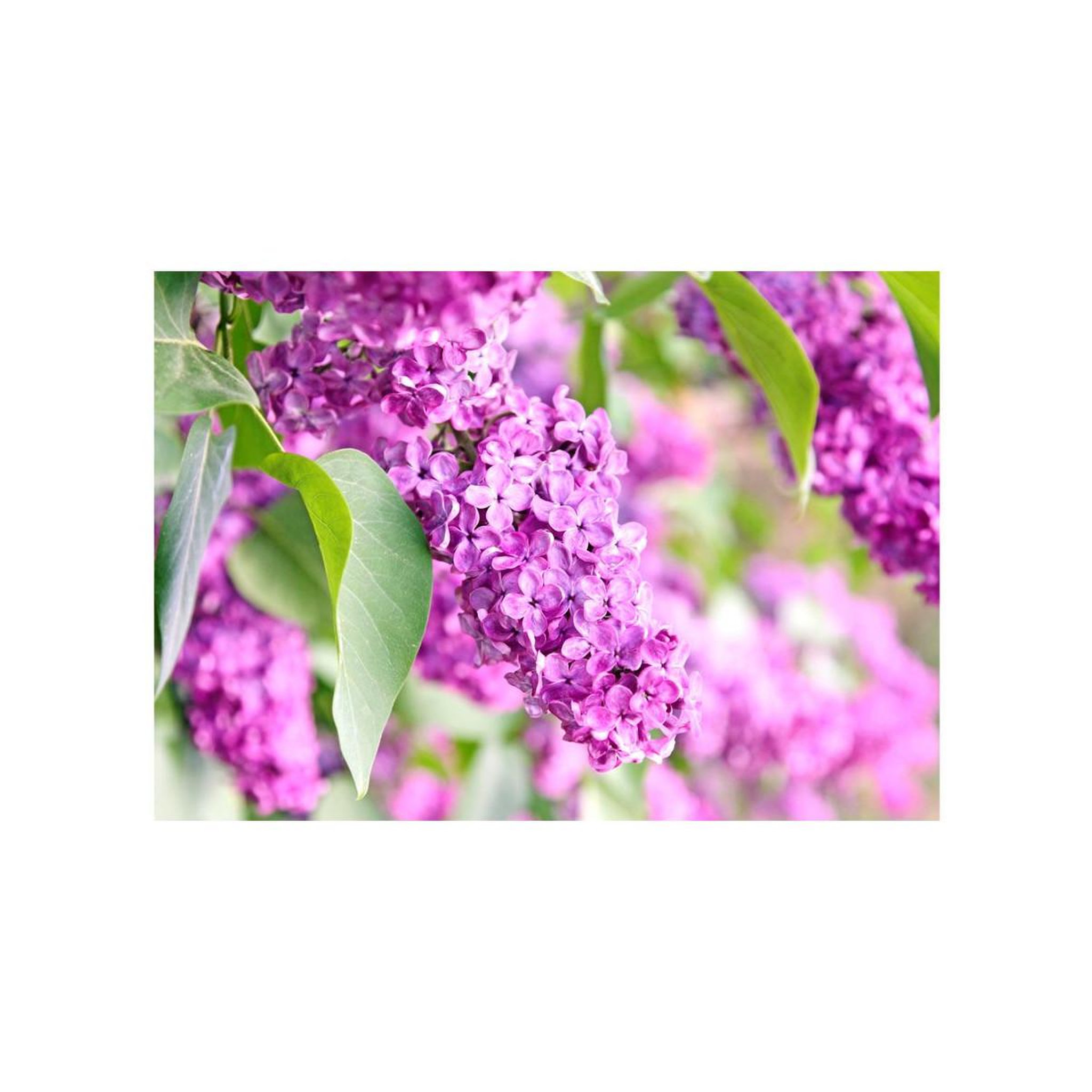 Voir la diapositive 2 : Paris Prix Papier peint  lilac flowers