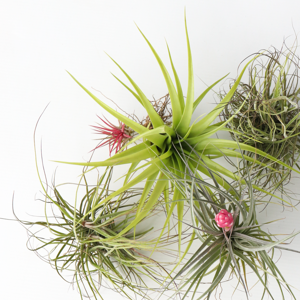 PLANT IN A BOX Plante aérienne - Set de 10 - Tillandsia - Hauteur 5-15cm - ⌀5cm